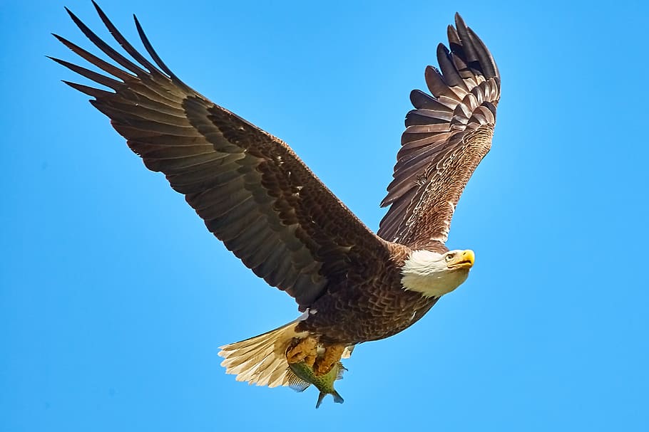 águila calva, ave en vuelo, bif, estados unidos, pluma, ave, naturaleza, rapaz, volar, américa