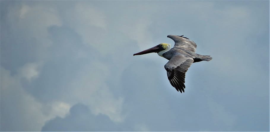 pelican, flying, bird, wildlife, nature, icon, beak, wild, feather, wings