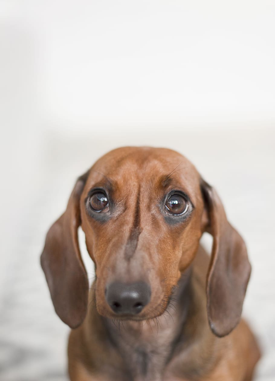 dachshund, dog, animal, pet, white background, concerned, concern, worry, worried, big eyes