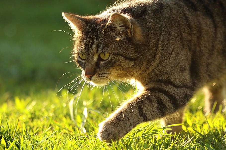gato doméstico, caça, esgueirar-se, animal, grama, jardim, felino, gato, temas de animais, mamífero