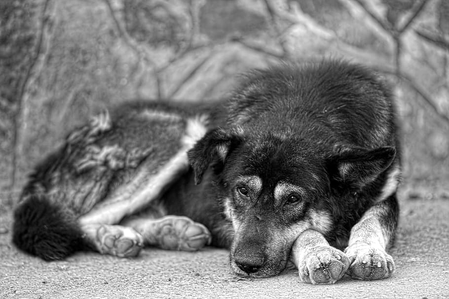 dog, animal, pet, homeless, street, laying, black, white, mammal, one animal