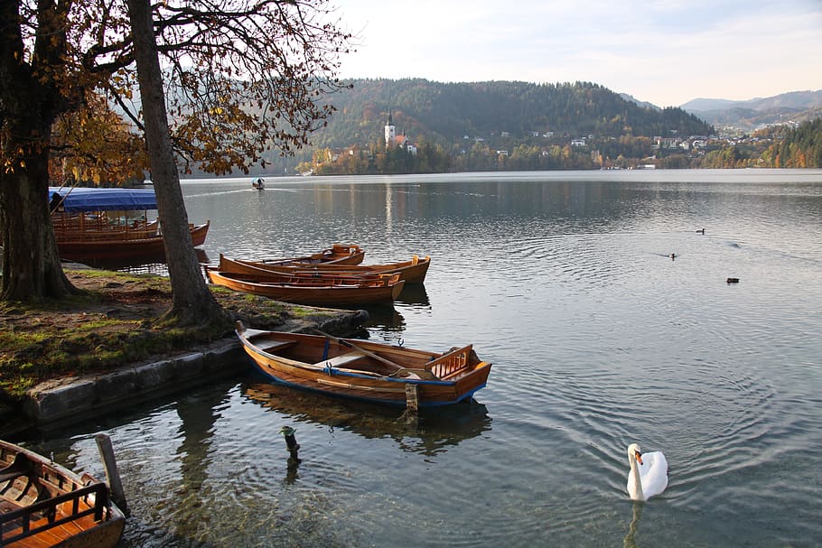 body of water, lake, wood, nature, travel, swan, swam, bled lake, slovenia, water