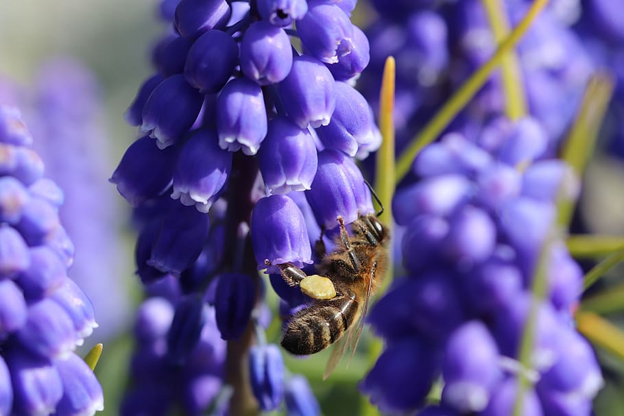 bee, insects, flower, blue, muscari, pollination, pollen, honey, nature, spring