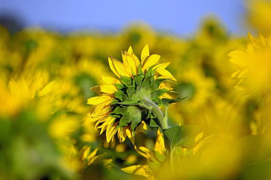 sunflower, sunflower field, yellow, syrian muslims, sunflower seeds, mass, nature, summer, mood, group