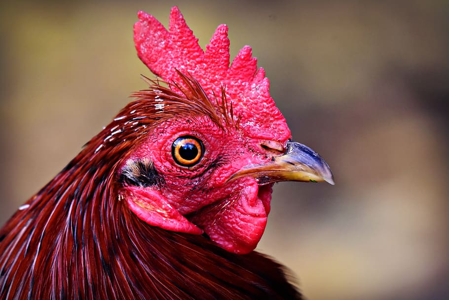 rooster, chicken, bird, fowl, animal, head, beak, eye, cockscomb, wattle