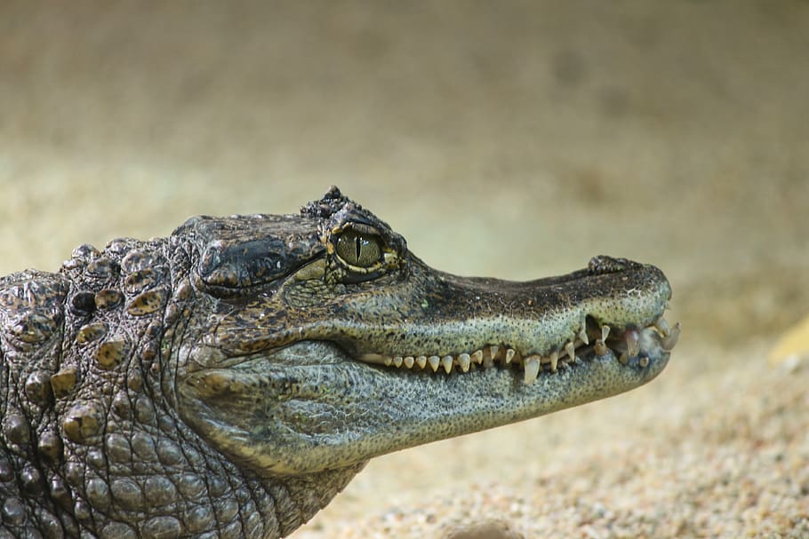 crocodile cayman islands, caiman crocodilus, alligator, central america, spectacled caiman, reptile, snout, tooth, predator, skin