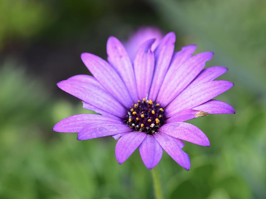 flower with petals