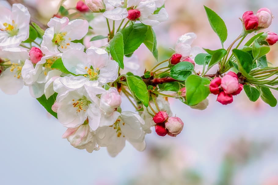 blossom, embellishment, raindrop, branch, apple blossom, pink white, bud, red pink, leaves, beauty