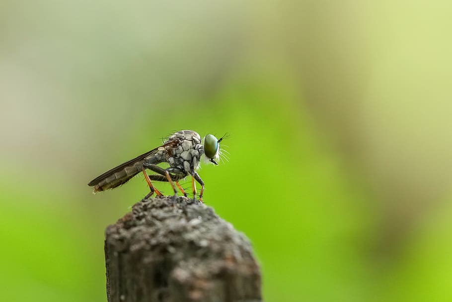 fly, macro, focus, animal, insect, robber, animal themes, animal wildlife, one animal, animals in the wild