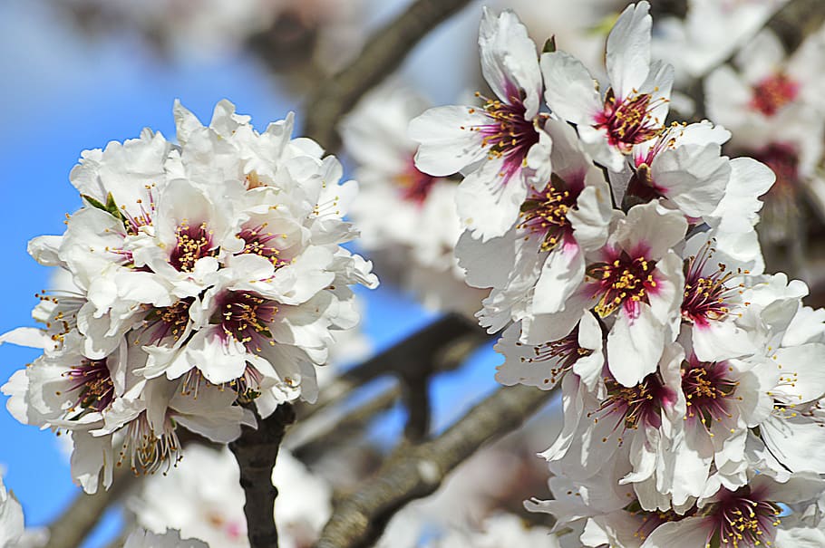 flores de almendro, flores blancas, almendro, flores, flores almendro,  primavera, planta floreciendo, flor, planta, fragilidad | Pxfuel