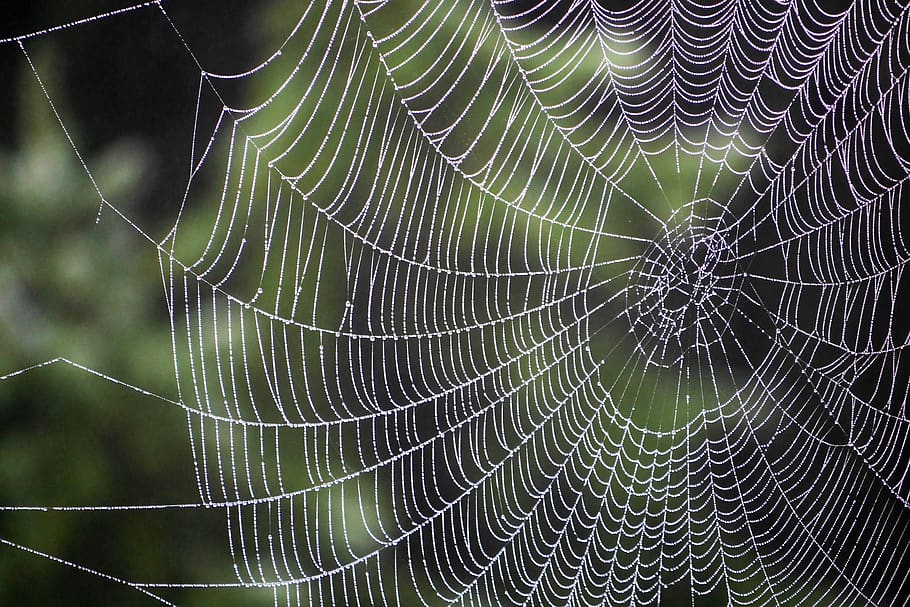 laba-laba, sarang laba-laba, kasing, arakhnida, embun, pola, jaring laba-laba, kerapuhan, kerentanan, close-up