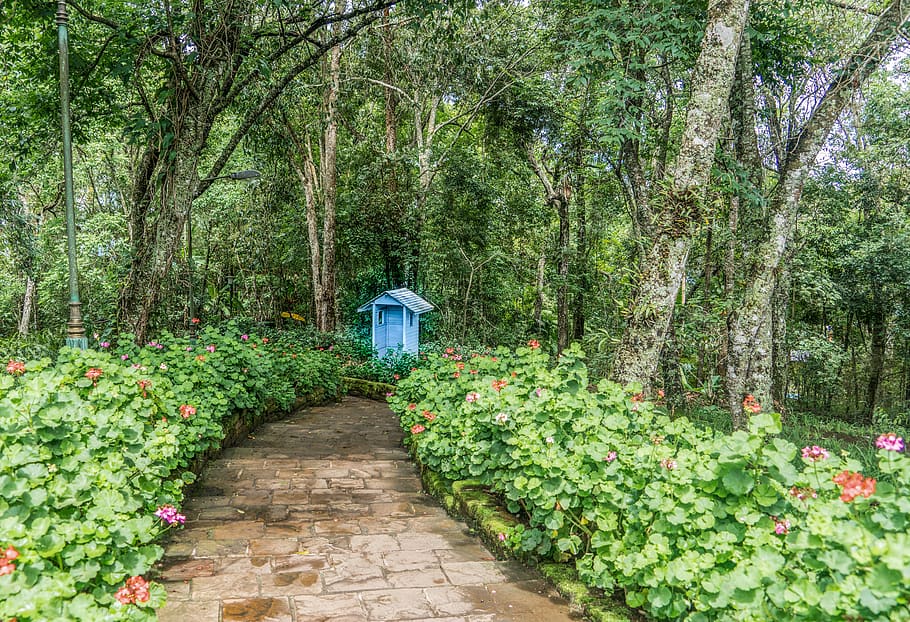 botanical garden, stone path, flowers, forest, garden, shed, chiang mai, thailand, nature, scenic