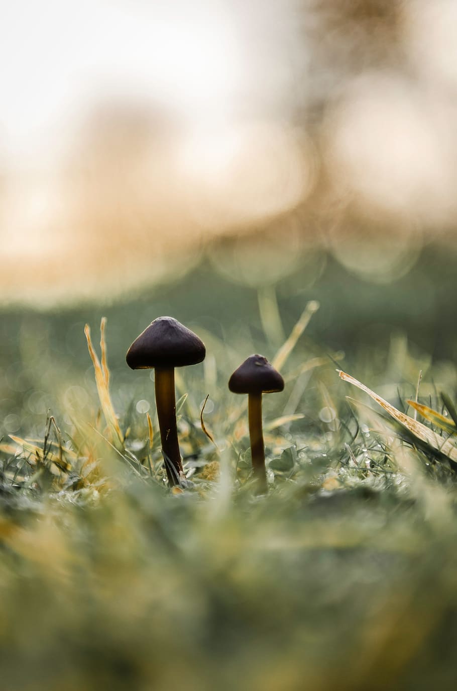 mushroom, little, brother, friend, nature, green, selective focus, plant, growth, field