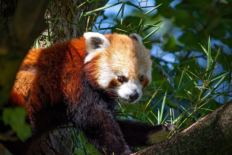 red panda, panda, bear cat, mammal, animal, close up, tree, sweet, cute, red