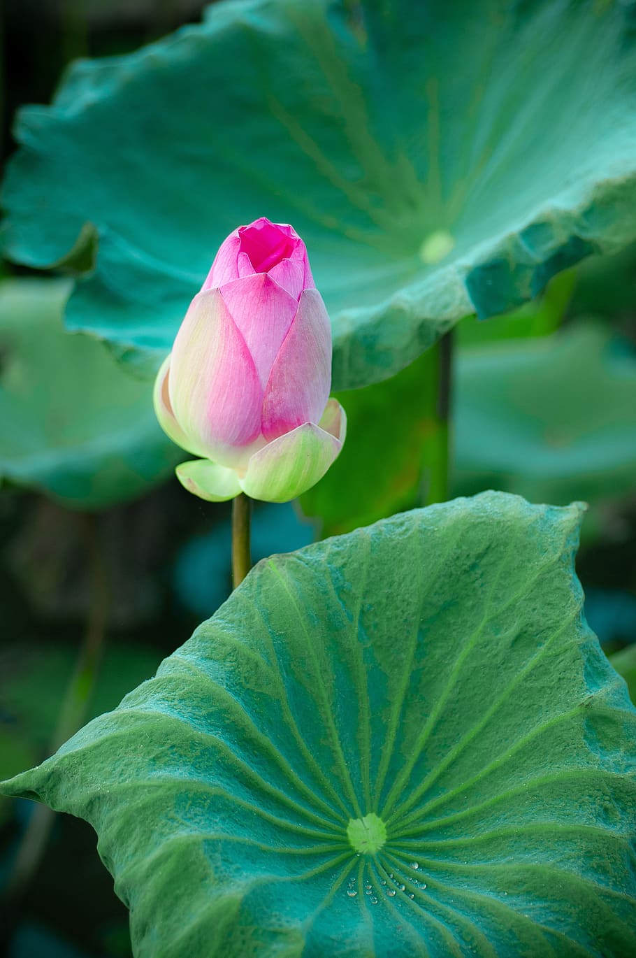 lotus, green, pink, nature, summer, flowers, mini dress, morning, lotus bud, vietnam