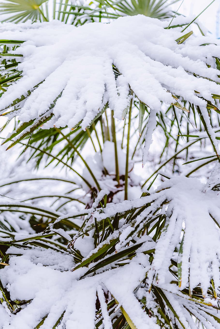 palmera, nieve, cubierto, invierno, victoria, a. C., isla de vancouver, blanco, cubierto de nieve, frío