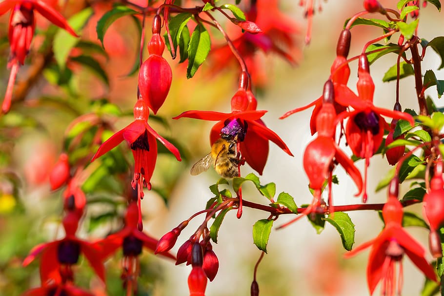 fuschia, flower, bee, garden, insect, red, plant, growth, bird, tree