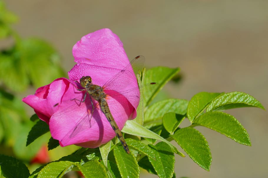 flower, blossom, bloom, insect, flight insect, dragonfly, garden, potato rose, plant, beauty in nature