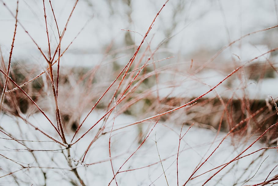 close-ups, snowy, trees, closeup, leaves, tree, pine, twig, branch, frost