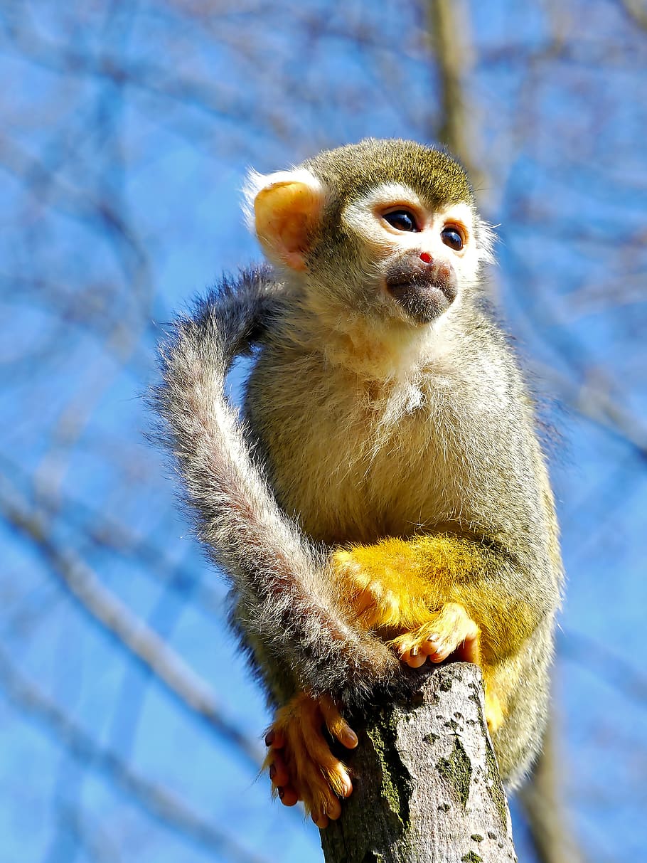 monkey, squirrel monkey, mammal, cute, climb, animal, creature, curious, brown black, primate
