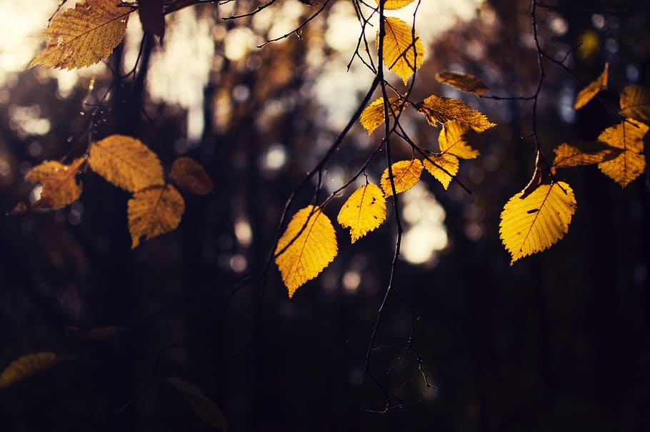 leaf, fall, autumn, trees, plant, forest, bokeh, blur, nature, tree