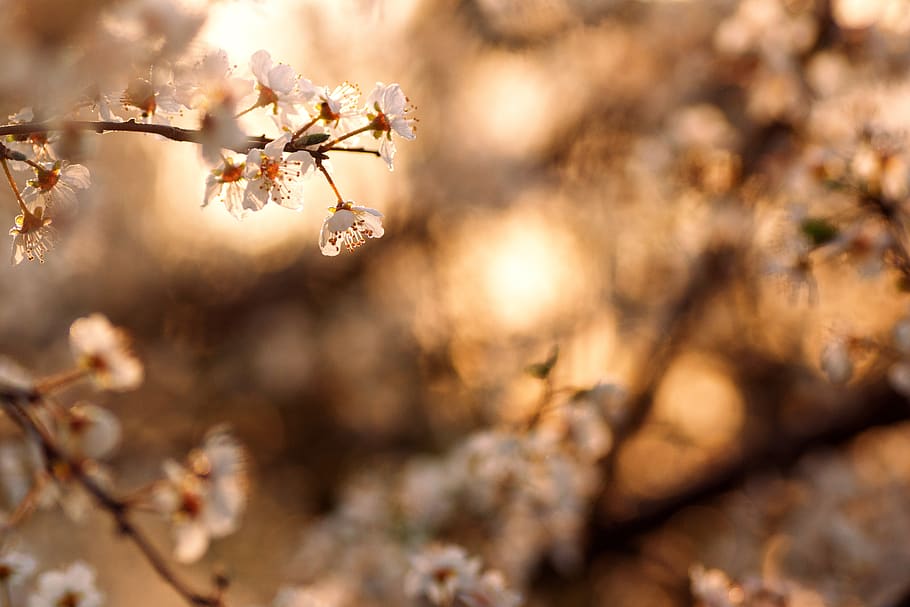mekar, musim semi, bunga, putih, kelopak, alam, segar, matahari terbit, bokeh, matang