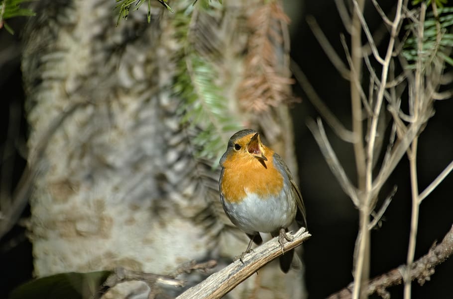 robin, bird, songbird, small bird, garden bird, forest, tree, branch, scream, call