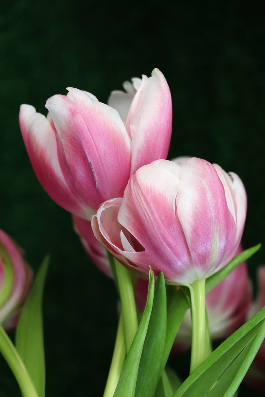 tulipanes, tulipán, flores, flor, primavera, rosa, jardín, rojo, flora, floración