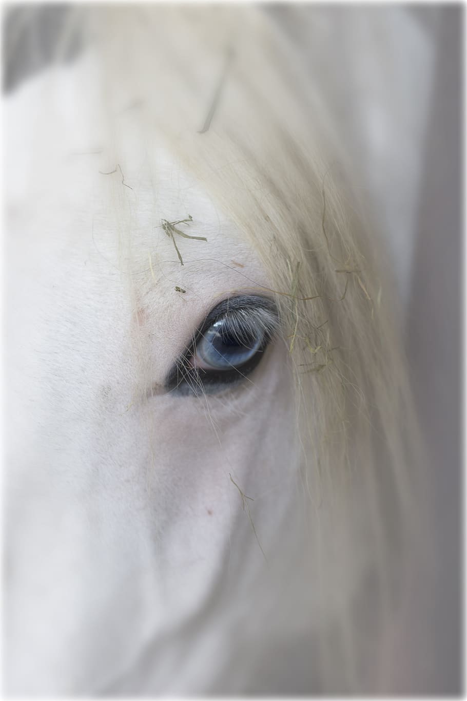 horse, eye, animal, head, mammal, nature, white, portrait, mane, equestrian