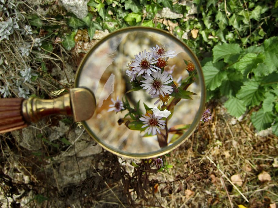 magnifying glass, flowers, plants, garden, petals, macro, zoom, plant, flower, nature