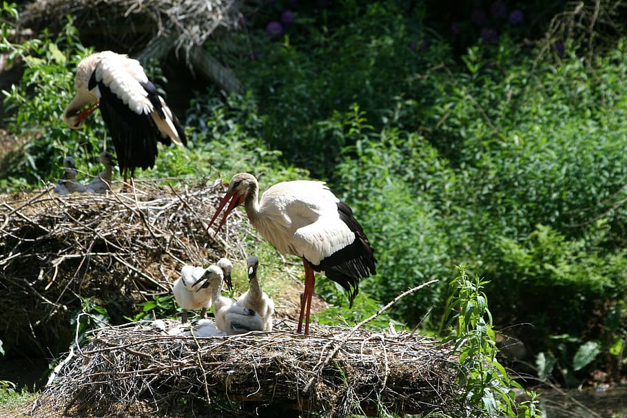stork, storchennest, rattle stork, breed, storks, white stork, bird, animal themes, animal, vertebrate