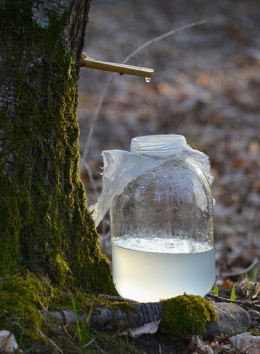 spring, birch sap, nature, focus on foreground, plant, close-up, day, land, tree, water