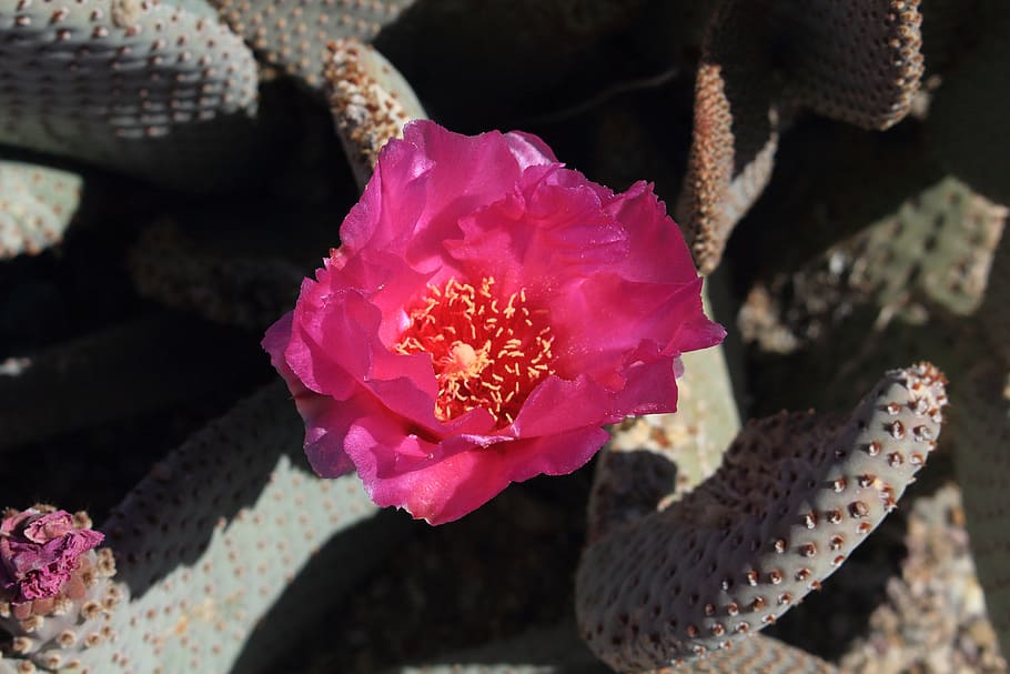 beavertail, cactus, southwestern, flower, bloom, nevada, flowering plant, plant, beauty in nature, pink color