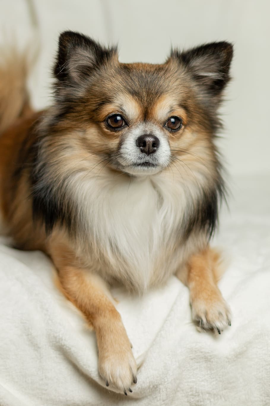 chihuahua, perro, lindo, pequeño, mascota, raza, chiwawa, encantador, puntero de pelo largo alemán, raza pura