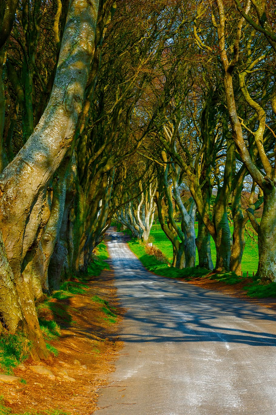 trees, dark hedges, ireland, road, mysterious, pathway, mystical, old, fantasy, game of thrones