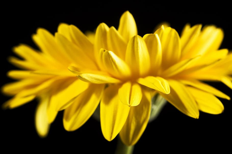 beautiful, yellow, gerbera, stem, isolated, black, closeup, flower, nature, nobody