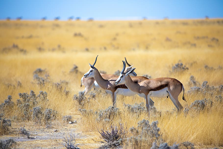 springbok, antelope, africa, animal, namibia, nature, animal world, safari, etosha, wild