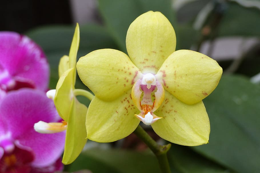 amarillo, flores de orquídeas Phalaenopsis, orquídeas de polilla, floración, invernadero, invierno, orquídea amarilla de Phalaenopsis, orquídeas amarillas, planta de orquídea amarilla, planta de orquídea