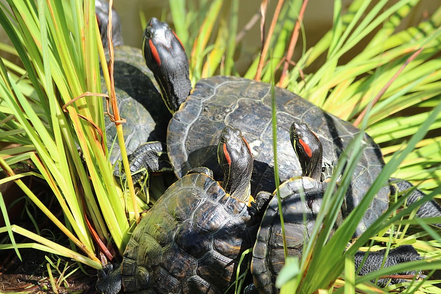 turtle, the red-eared terrapins, nature, animals, shell, living nature, no one, reptiles, creeping things, water