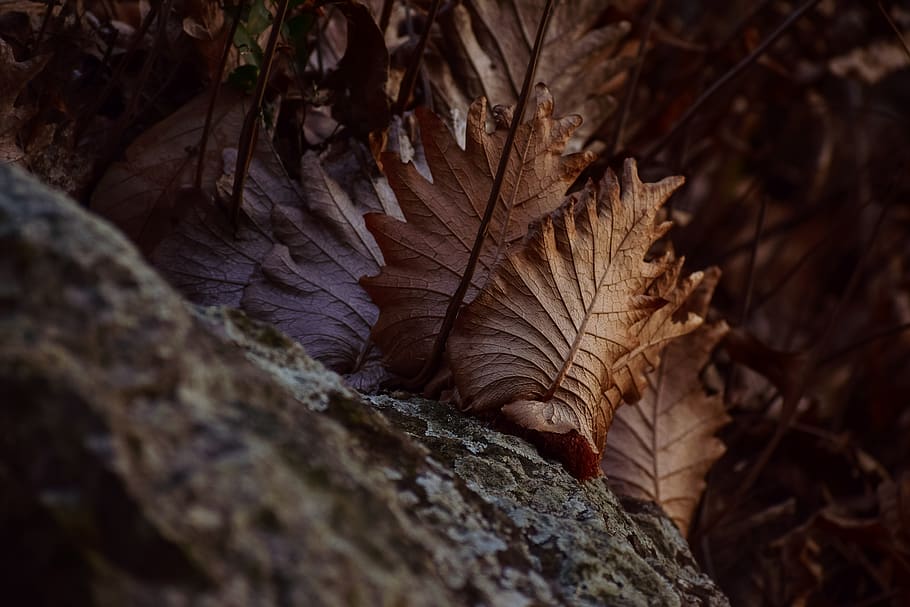 leafs, stone, sunlight, evening, hills side, tree, nature, selective focus, close-up, plant