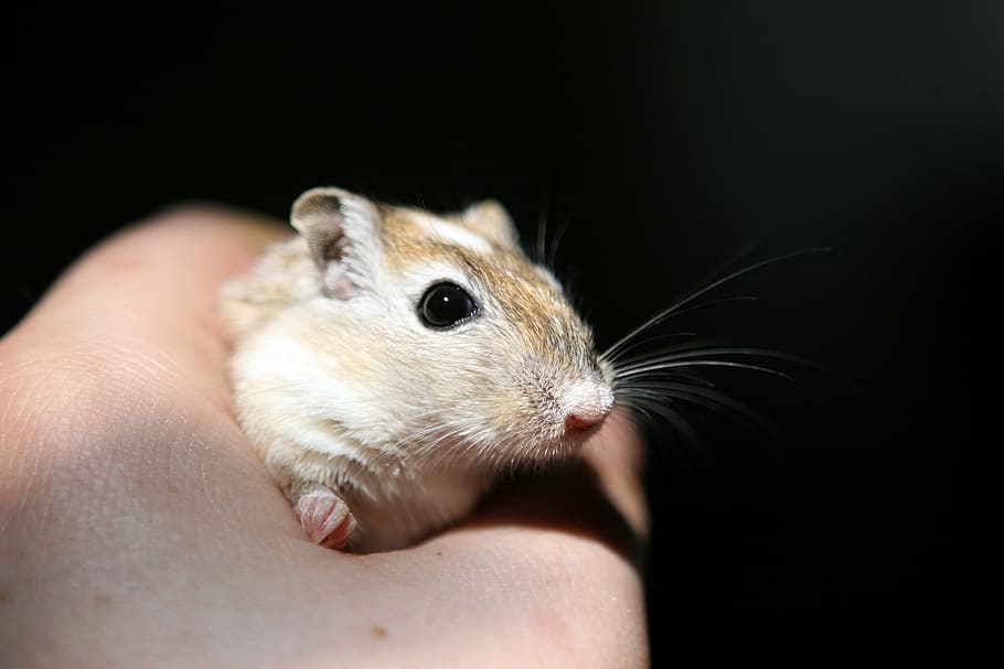 adorable, cute, little, mouse, mice, animal, quick, fast, one animal, human hand