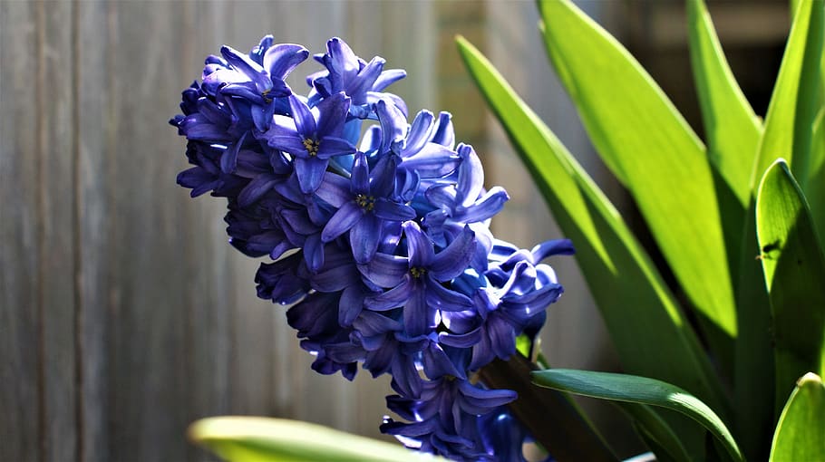 bloom, hyacinth, sun, vegetable, light, season, outdoor, sunny, bright, flowers
