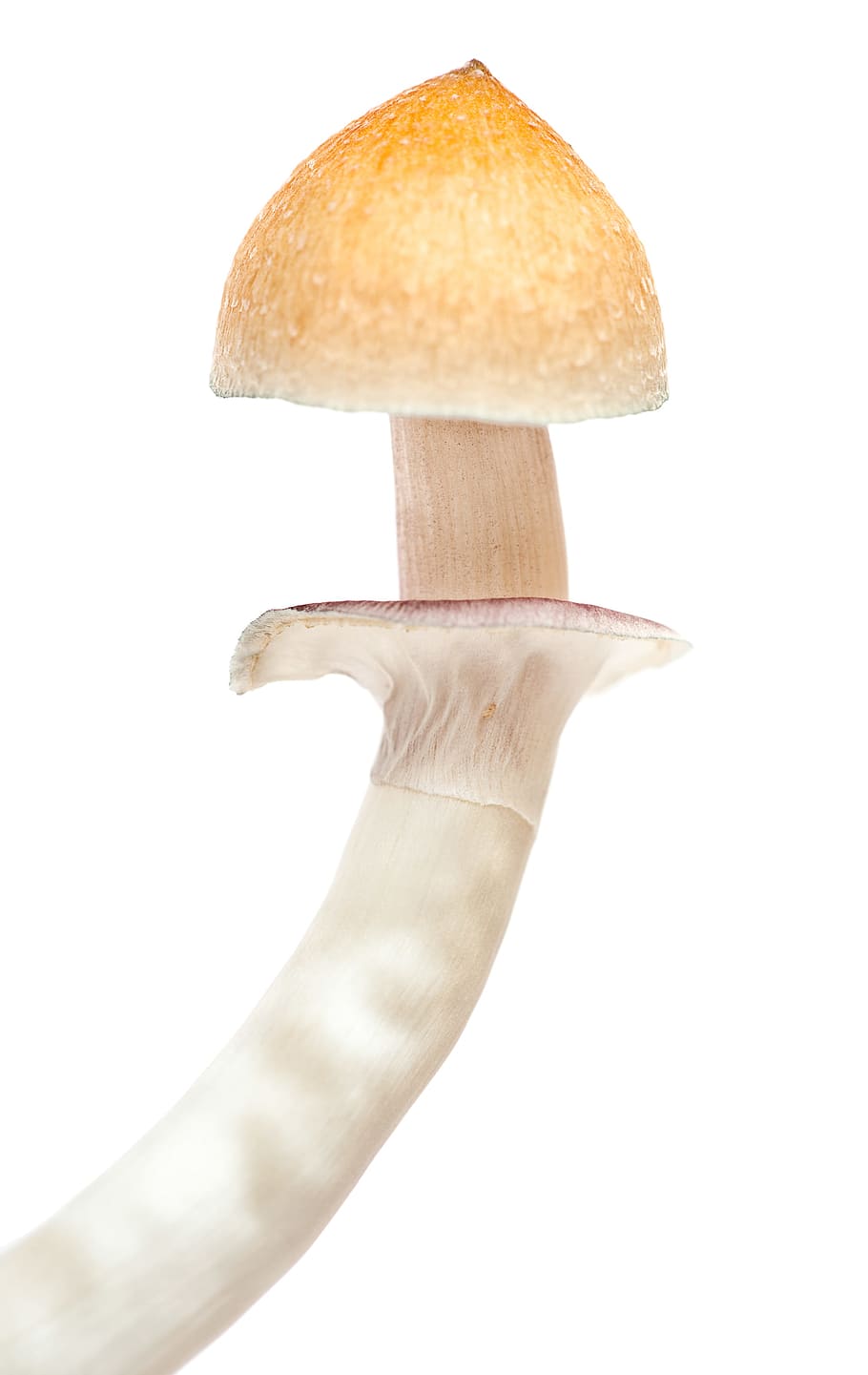 mushroom, isolated, vegetarian, delicacy, nobody, natural, clump, white, brown, gourmet