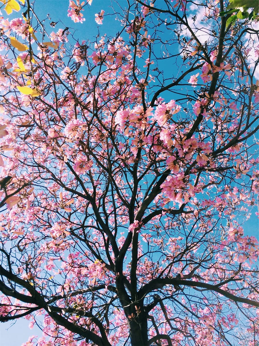 rosa, flores, árvore, ramos, azul, céu, ramo, planta de florescência, flor, vista de ângulo baixo