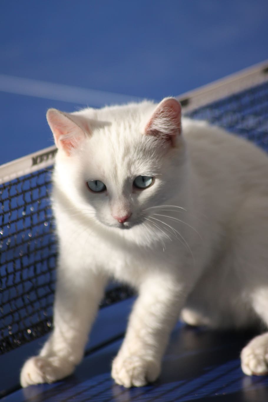 cat, white, kitten, pet, cute, fur, domestic cat, young, close up, ping-pong table