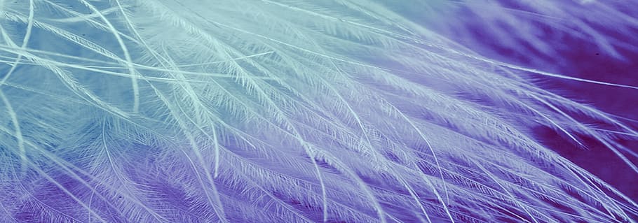 feathers, ave, wings, white, supply, background, softness, full frame, purple, backgrounds