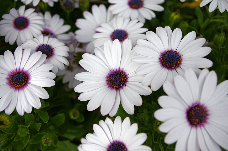 white daisy with purple center, daisy, flowers, dallas, botanical, garden, texas, nature, spring, daisies