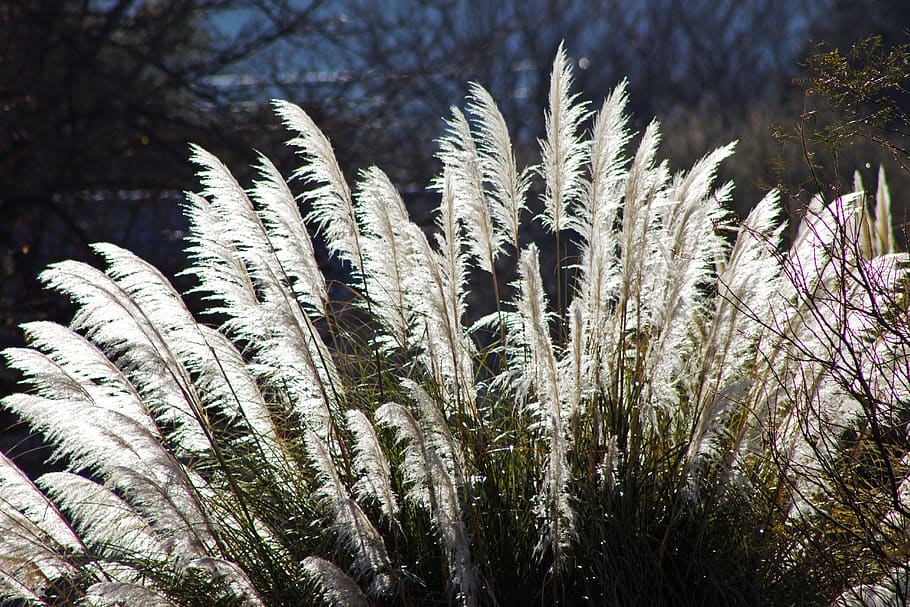 grasses, sunlight, backlighting, plants, leaves, nature, growth, plant, beauty in nature, close-up