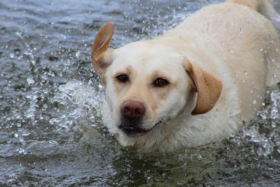 labrador, yellow, water, swimming, water drops, shake, retriever, remote access, fun, play