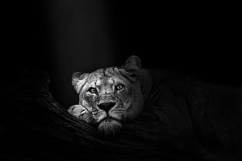 Fotos los leones negros libres de regalías | Pxfuel